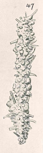 Rhizammina horrida Chapman & Parr, 1937