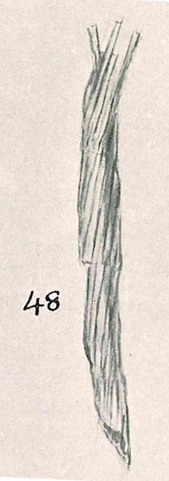 Marsipella dextrospiralis Chapman & Parr, 1937 Marsipella dextrospiralis Chapman & Parr, 1937