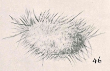 Technitella hystrix Chapman & Parr, 1937