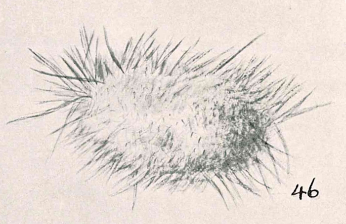 Technitella hystrix Chapman & Parr, 1937
