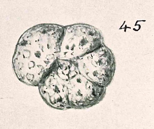 Trochammina planoconvexa Chapman & Parr, 1937