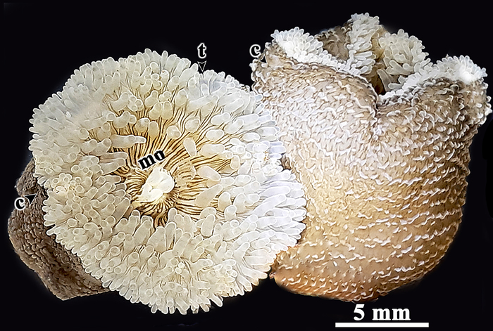 Reticulate anemone Reticulate anemone