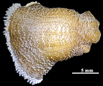 Reticulate anemone