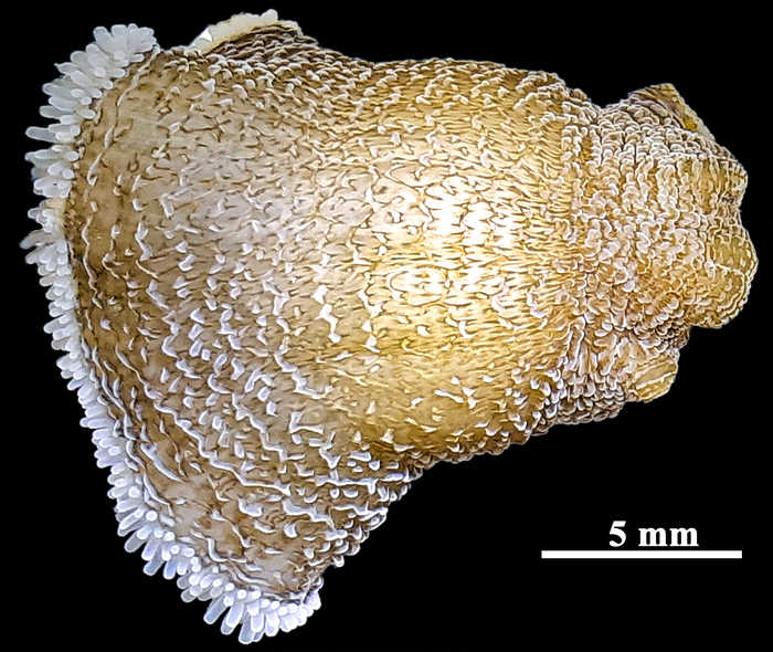 Reticulate anemone Reticulate anemone