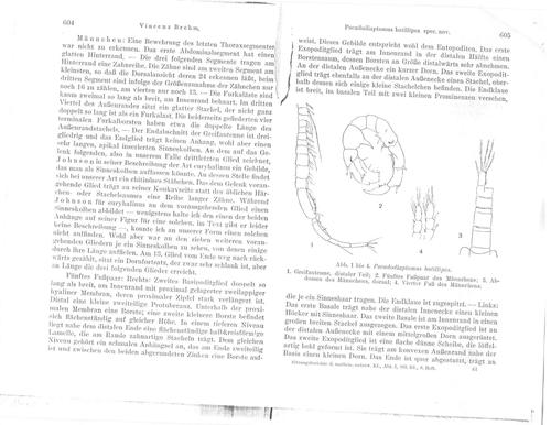 Pseudodiaptomus batillipes, from Brehm, 1954