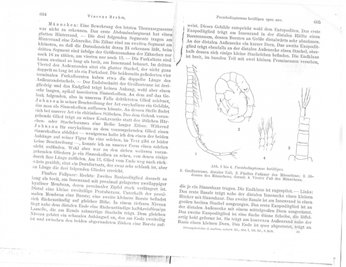 Pseudodiaptomus batillipes, from Brehm, 1954