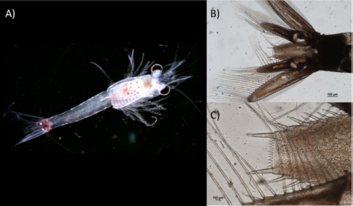 Hemimysis anomala Hemimysis anomala