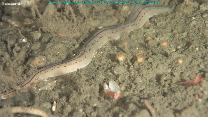 Specimen from the Sea of Japan