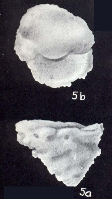 Textularia telorbica McCulloch, 1981