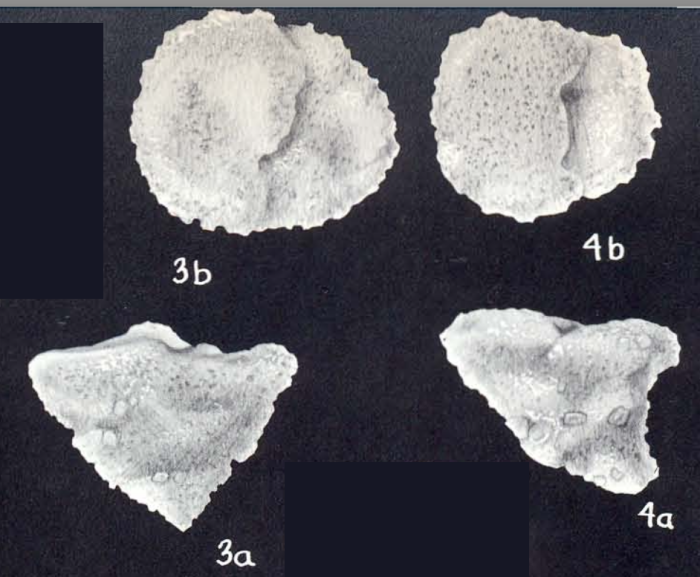 Textularia telorbica McCulloch, 1981