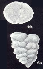 Textularia margaritana McCulloch, 1981
