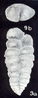 Spiroplectammina venezuelaensis McCulloch, 1981