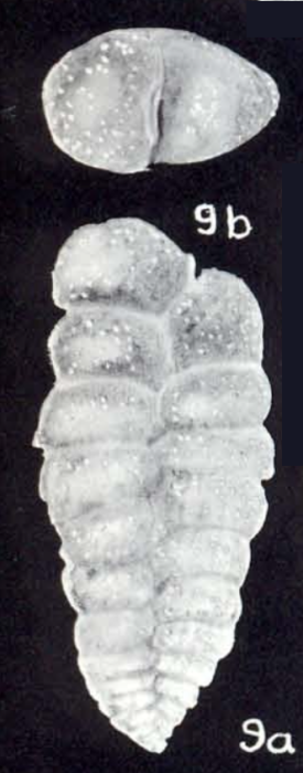 Spiroplectammina venezuelaensis McCulloch, 1981