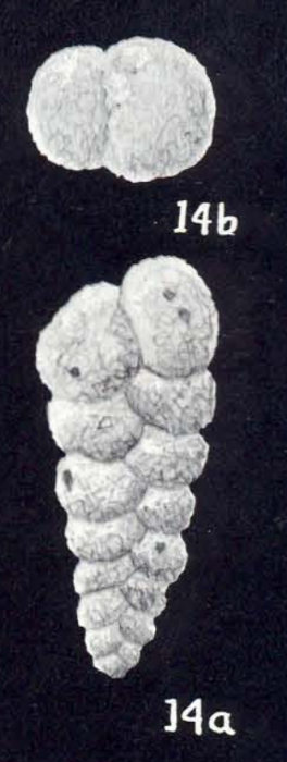 Textularia doncrossi McCulloch, 1981