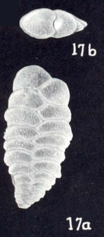 Spiroplectammina subelliptica McCulloch, 1981