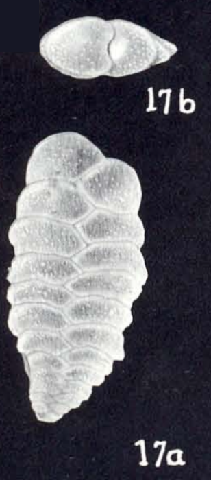 Spiroplectammina subelliptica McCulloch, 1981