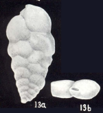 Siphotextularia diversa McCulloch, 1981