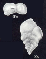 Siphotextularia diversa McCulloch, 1981