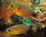 Taeniamia kagoshimanus (Döderlein, 1883)