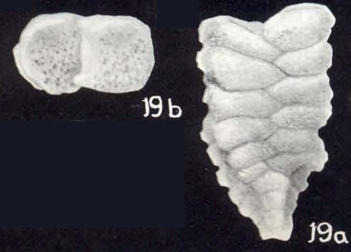 Gaudryina aequiformis McCulloch, 1981