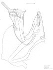 Leptoiulus bertkaui