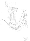 Leptoiulus bertkaui