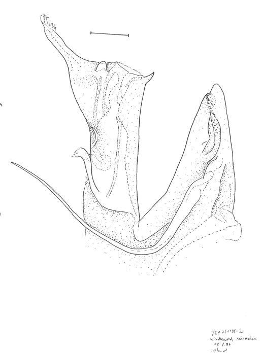 Leptoiulus bertkaui