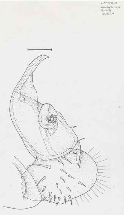 Polydesmus xanthokrepis Polydesmus xanthokrepis