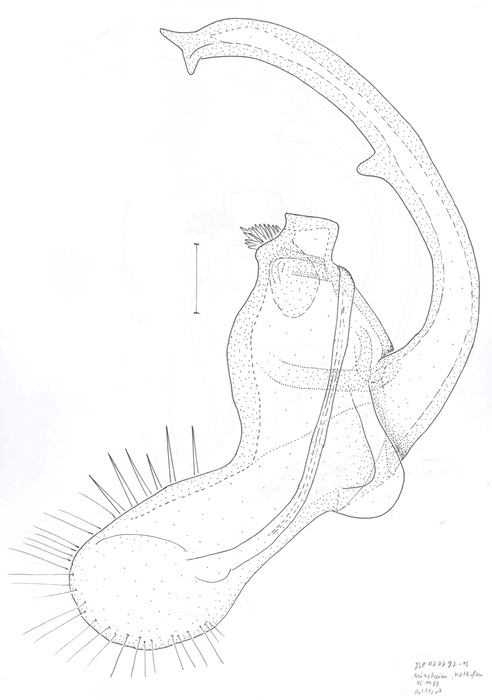 Propolydesmus testaceus Propolydesmus testaceus
