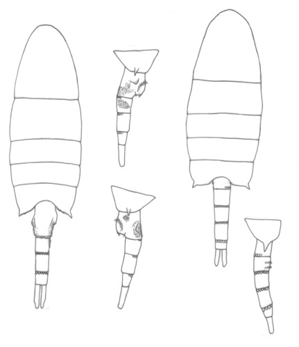 australiensis body