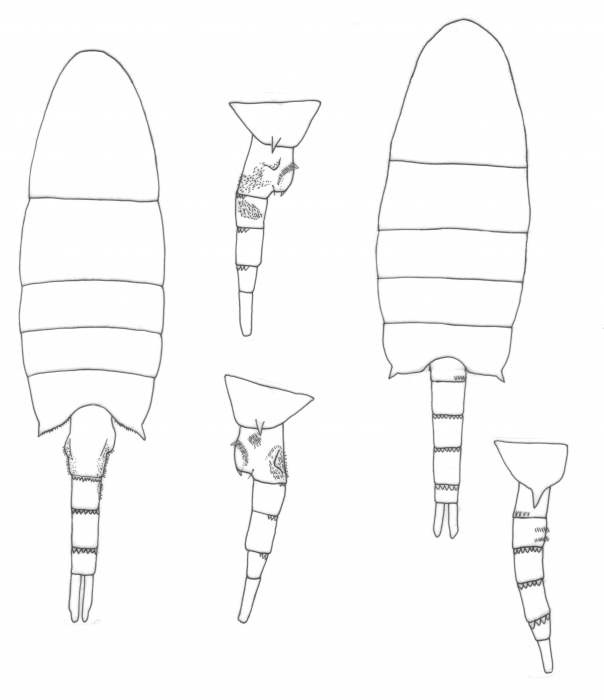 australiensis body