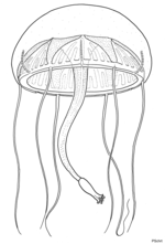 Geryonia proboscidalis, schematic drawing using several specimens, bell diameter 7 cm