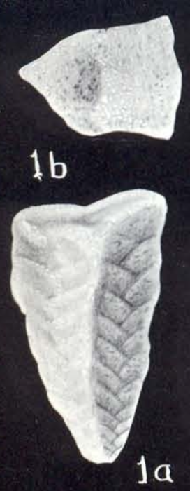 Gaudryina limbata McCulloch, 1981