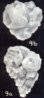 Plectotrochammina dispar McCulloch, 1981