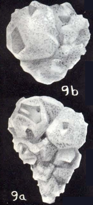 Plectotrochammina dispar McCulloch, 1981