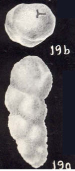 Goesella arubiana McCulloch, 1981