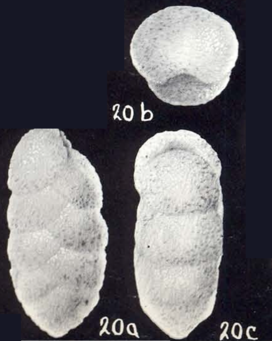 Dorothia symmetrica McCulloch, 1981