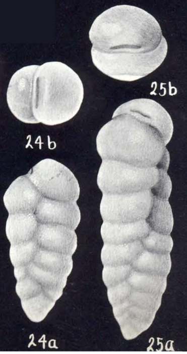 Karreriella arubiana McCulloch, 1981