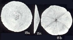 Rotaliammina lavelaensis McCulloch, 1981