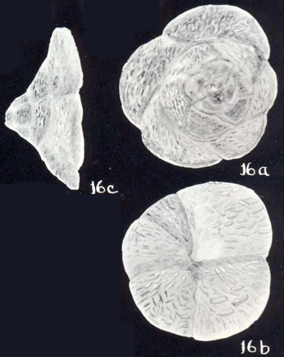 Carterina arubaensis McCulloch, 1981 Carterina arubaensis McCulloch, 1981