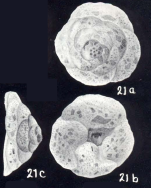 Trochammina tortugaensis McCulloch, 1981