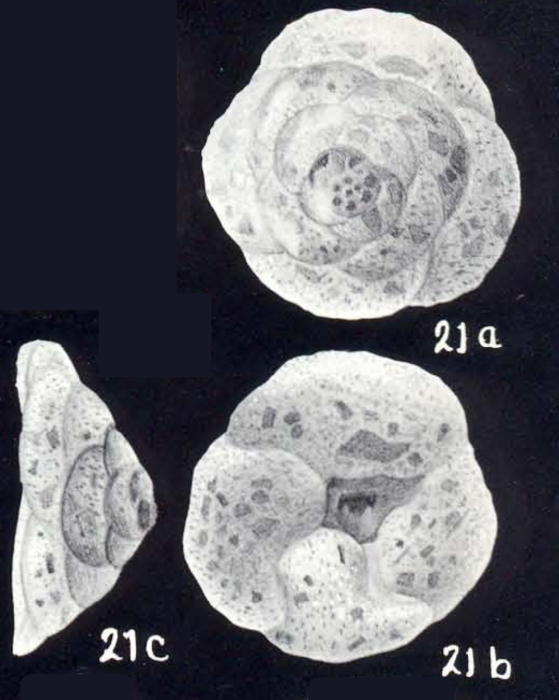 Trochammina tortugaensis McCulloch, 1981