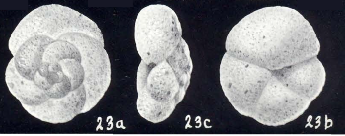 Trochammina compactiformis McCulloch, 1981