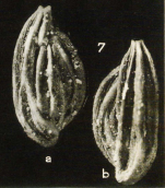 Adelosina duthiersi Schlumberger, 1886