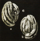 Quinqueloculina (Adelosina) ciryi Mangin, 1960