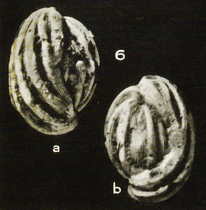 Quinqueloculina (Adelosina) ciryi Mangin, 1960 Quinqueloculina (Adelosina) ciryi Mangin, 1960