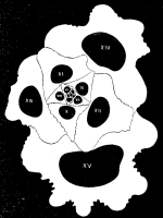 Adelosina duthiersi Schlumberger, 1886