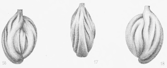 Adelosina duthiersi Schlumberger, 1886