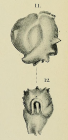 Miliolina seminulum var. cornuta Sidebottom, 1904