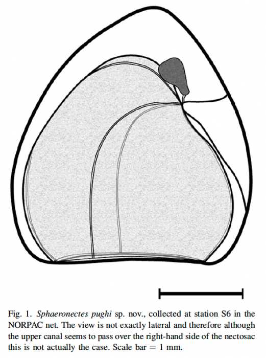 Holotype of Sphaeronectes pughi Grossmann, Lindsay & Fuentes, 2012